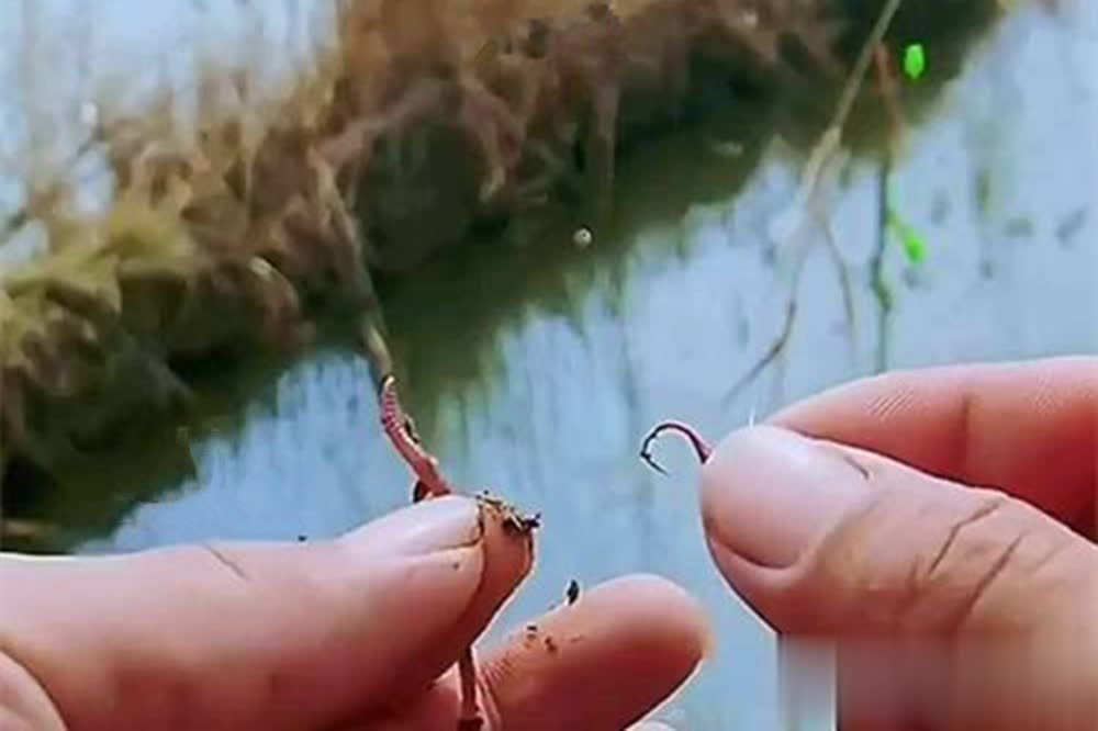 浮的话就会, 野钓大鲫鱼, alt